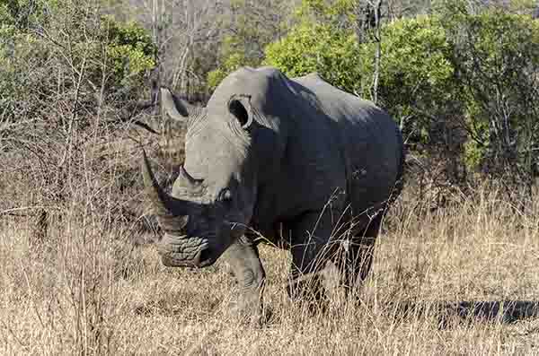 Rinoceronte Blanco - reserva Sabi Sands - Sudáfrica 1.jpg